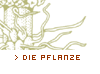 Die Pflanze
